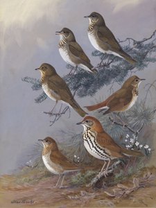 Drossel von Allan Brooks von Allan Brooks