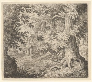 Der Bach im Wald