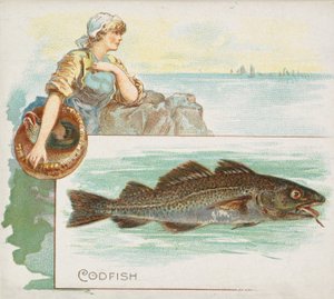Kabeljau, aus der Serie Fish from American Waters N39 für Allen & Ginter Zigaretten