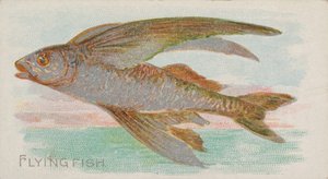 Fliegender Fisch, aus der Serie Fische aus amerikanischen Gewässern N8 für Allen & Ginter Zigaretten, 1889