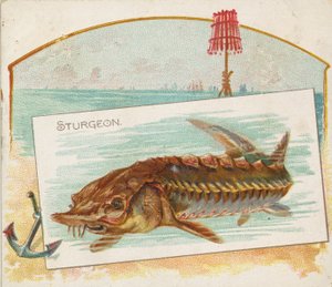 Stör, aus der Serie Fische aus amerikanischen Gewässern für Allen & Ginter Zigaretten