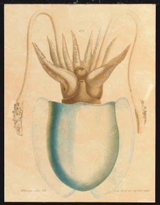 Eine Tintenfisch-Studie von Aloys Zötl