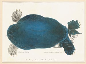 Amerikanische Weichschildkröte oder Trionyx, früher Blaue Schildkröte genannt