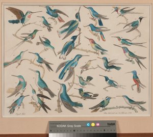 Kolibris von Aloys Zötl
