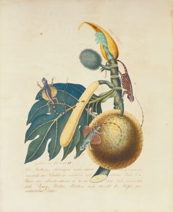 Der Broadbaum..., 1847