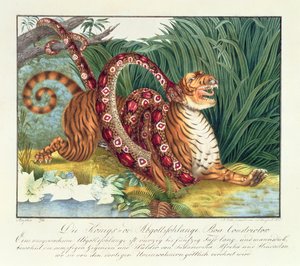 Der Tiger und die Boa Constrictor, 1835