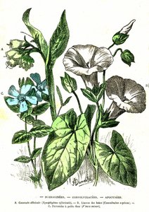Borraginaceae, Convolvulaceae, Apocynaceae: Natürliche Schöpfung und Lebewesen. Zeichnung von A. Demarle. 1885 von Alphonse Demarle