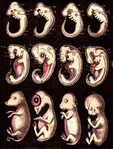 Verglichene Embryonen von 4 Wirbeltieren (5 Lebewesen): Von links nach rechts: Schwein, Huhn, Kaninchen, Mensch. Zeichnung von A. Demarle. 1885