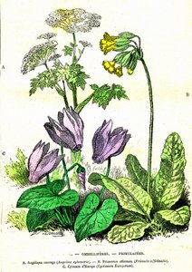 Doldenblütler, Primelgewächse: Natürliche Schöpfung und Lebewesen. Zeichnung von A. Demarle. 1885