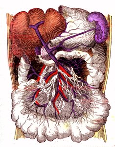 Organe der Darmabsorption - Das normale Leben & Gesundheit von J. Rengade. Zeichnung von A. Demarle 1881