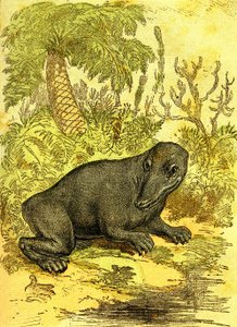 Der Labyrinthodont (Amphibie): Amphibien der Kohlezeit. Natürliche Schöpfung und Lebewesen. Zeichnung A. Demarle 1885 von Alphonse Demarle