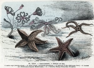 Zoologische Tafel; Seesterne (Asterien, Ophiocoma, Comatum und Pentacrine). Gravur aus „L