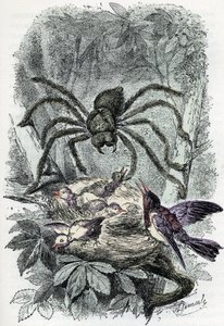 Zoologische Tafel: Arachnid, Avicularia mygalus überrascht ein Vogelnest von Alphonse Demarle