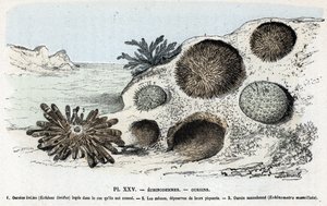 Zoologische Tafel: Seeigel. Gravur aus „L