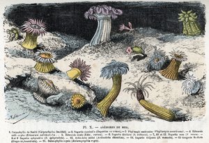 Zoologische Tafel: Seeanemonen Gravur aus 