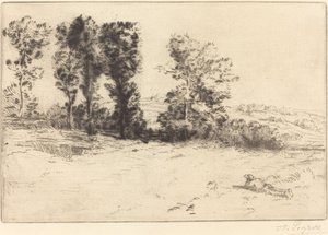 Wiese im Sonnenschein