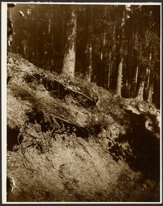 [Studie von freigelegten Baumwurzeln an der Seite eines Hügels]