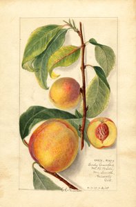 Pfirsiche (Prunus persica)