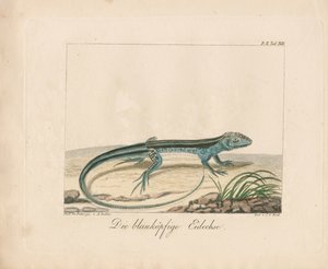 Blaukopf-Skink