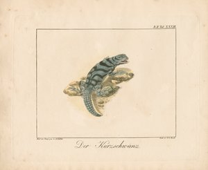 Kurzschwanz-Eidechse von Ambrosius Gabler