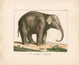 Der Asiatische Elefant von Ambrosius Gabler