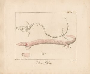 Der Olm (handkolorierte Lithografie) von Ambrosius Gabler