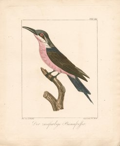 Der Zweifarbige Bienenfresser (handkolorierte Lithografie) von Ambrosius Gabler