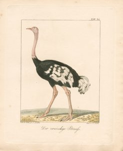 Der Zweizehenstrauß von Ambrosius Gabler