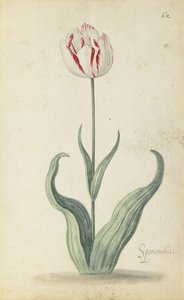 "Speramondi"-Tulpe, aus einem Blumenalbum von Ambrosius the Younger Bosschaert