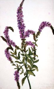 Lila Weidenröschen (Epilobium) 1787 von Amelia Fancourt
