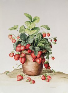 Erdbeeren im Topf, 1998 von Amelia Kleiser