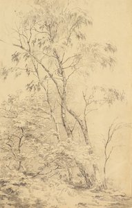 Bäume in Bromley [oder Bäume] von Amelia Long