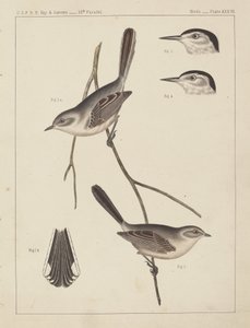 Vögel - U.S.P.R.R. Exp. & Surveys, 35. Breitengrad von American 19th Century