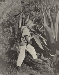 Ein mexikanischer Pulque-Sammler von American Photographer (after)