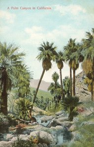 Ein Palmen-Canyon, Kalifornien, USA von American Photographer