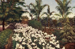 Osterlilien in Blüte