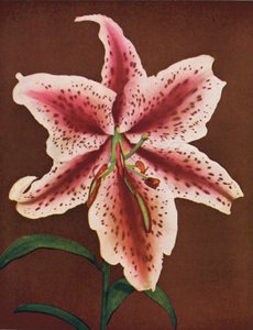 Lilien: Lilium Auratum, Crimson Queen von American Photographer