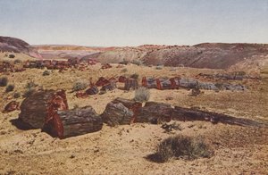 Versteinerter Wald, Arizona