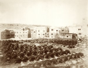 Gerberei in Hebron mit ausgelegten Häuten im Vordergrund, 1898-1911 von American Photographer