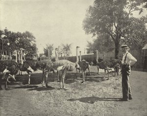 Die Strauße von American Photographer