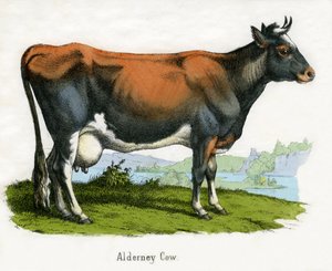 Alderney-Kuh, aus Die Naturgeschichte der Tiere von American School