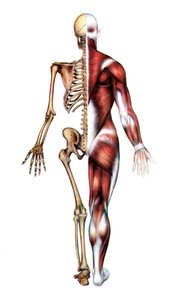 Anatomische Darstellung des menschlichen Skeletts und der Muskeln von American School