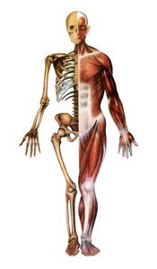 Anatomische Darstellung des menschlichen Skeletts und der Muskeln