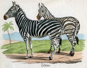 Antiker Druck von Zebras von American School
