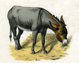 Esel, aus Die Naturgeschichte der Tiere von American School