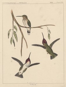 Vögel, Tafel XIX, 1855 von American School