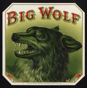 Schwarzer Wolf zeigt Zähne von American School