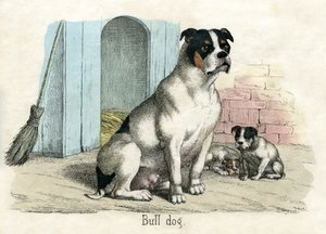 Bulldogge, aus The Natural History of Animals von American School