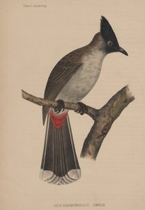 Ixos Haemorrhous (Gmelin)