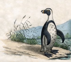 Magellan-Pinguin, aus The Natural History of Animals von American School
